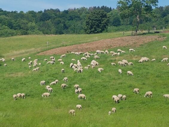 Les brebis en pature