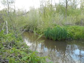 Sous-bois, ru de Beaurepaire