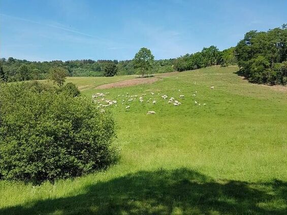 Vue panoramique des brebis