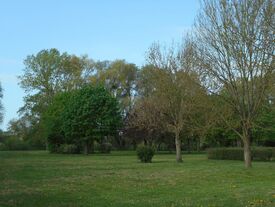 Le Parc Maudoux, les arbres