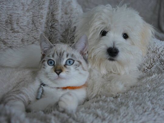 Chien et chat